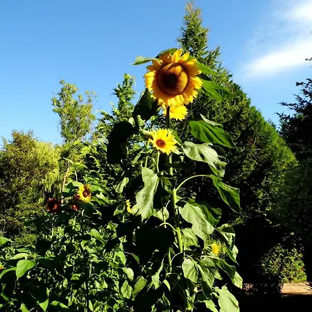 Am Malerischen Nepperminer By Interhome Tatil Evi Neppermin